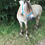 Fjordhest Nordregaards Aicha 