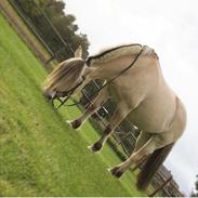 Fjordhest Nordregaards Aicha 