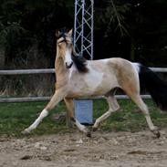 Tennessee Walker | Pride'n'Justice GW