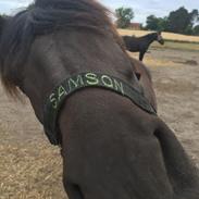 Anden særlig race Samson