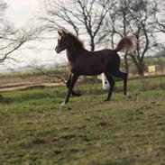 Arabisk fuldblod (OX) Shanzy Bint Sharifa