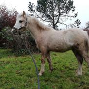 Welsh Mountain (sec A) noerrelide's Santos 