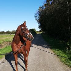 Dansk Varmblod Laurberggaard's L'etoile