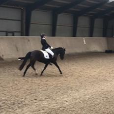 New Forest Odden's mohita