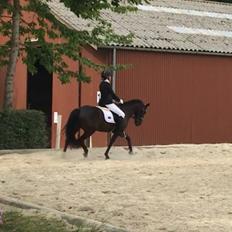 New Forest Odden's mohita