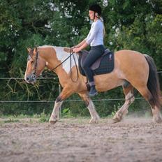 Irish Cob Crossbreed Toftgårds Amigo