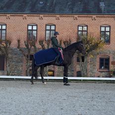 Dansk Varmblod Lipas Leonora 