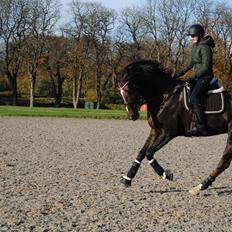 Dansk Varmblod Lipas Leonora 