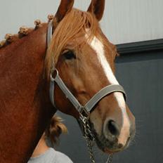 Frederiksborg Rasmus