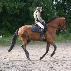 Dansk Varmblod Chico "Calle"