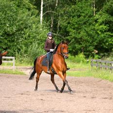 Dansk Varmblod Chico "Calle"