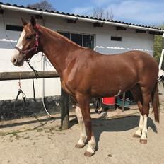 Frederiksborg Penelopeia Krogvænget