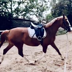 Frederiksborg Penelopeia Krogvænget