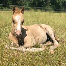 DSP Rosé Petite Nobility