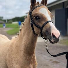 DSP Rosé Petite Nobility