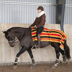 Dansk Varmblod Drudgaards gipsy