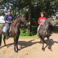 Anden særlig race Lillebygholms Damon