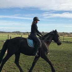 Anden særlig race Lillebygholms Damon