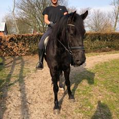 Anden særlig race Lillebygholms Damon