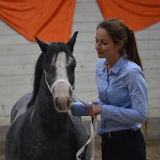 Welsh Mountain (sec A) Fakla Junior (Manse) †