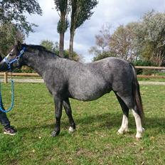 Welsh Mountain (sec A) Fakla Junior (Manse) †