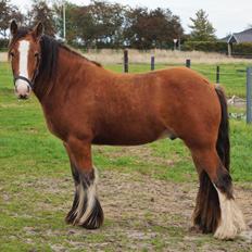 Irish Cob Lenders Winzent of Ireland