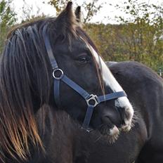 Irish Cob Stald Dalby's Tyrone