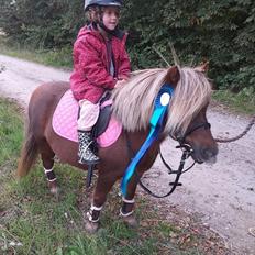 Shetlænder Ll. juulsgaards shakira