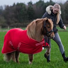 Shetlænder Østertofts Kurt