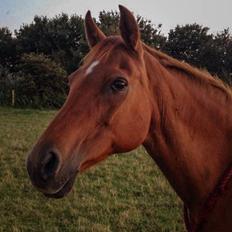 Welsh Partbred (Sec F) Waardhoeve's Ilona *Maggie*