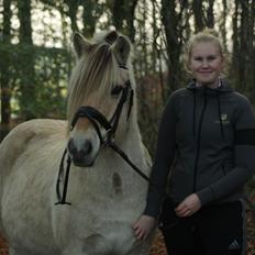 Fjordhest Søgårdens Birk <3