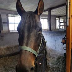 Anden særlig race Mokaia