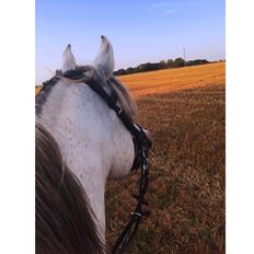 Arabisk fuldblod (OX) Walu OX