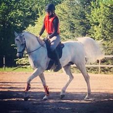 Arabisk fuldblod (OX) Walu OX