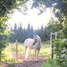 Arabisk fuldblod (OX) Walu OX