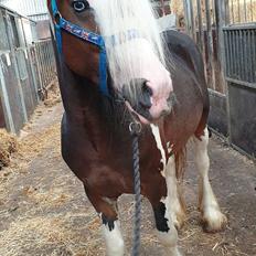 Irish Cob klosters Blue eyed florian gypsy vanner