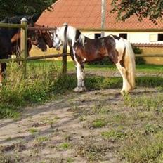 Irish Cob klosters Blue eyed florian gypsy vanner
