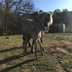 Fjordhest Mila Godthaab