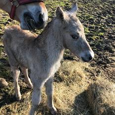 Fjordhest Mila Godthaab