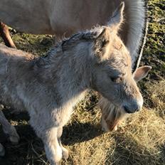 Fjordhest Mila Godthaab
