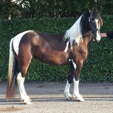 Barockpinto Bonte Wupti