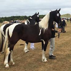 Barockpinto Bonte Wupti