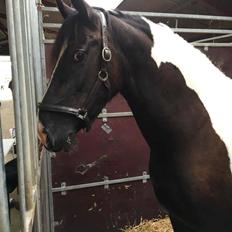 Barockpinto Bonte Wupti