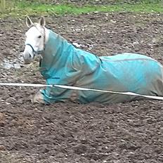 Dansk Varmblod Bøgevejens corrana