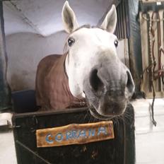 Dansk Varmblod Bøgevejens corrana