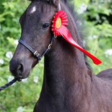 Frieser Lukas Leo af Birkely