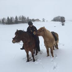 Islænder Ballerína fra Team Horse
