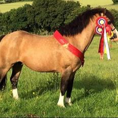 Welsh Pony af Cob-type (sec C) Pwllmelin Moonraker
