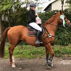 Dansk Varmblod Wianna