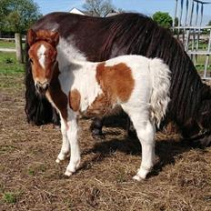 Shetlænder Overfussings Esmaralda - Solgt